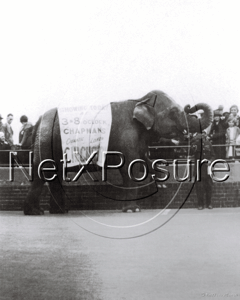 Circus Elephant, Eastbourne in Sussex c1930s