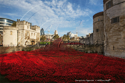 Remembrance Day with The Tower Poppies, Tower of London in London November 2014