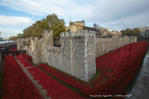 Remembrance Day and The Tower Poppies, Tower of London in London November 2014