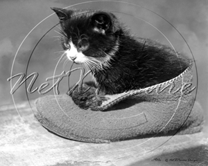Picture of Misc - Animals, Cat c1930s - N404