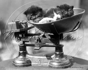 Picture of Misc - Animals, Three Kittens c1930s - N405