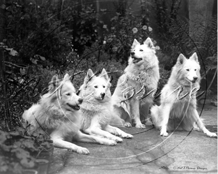Picture of Misc - Animals, Dogs c1930s - N428
