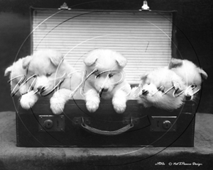 Picture of Misc - Animals, Dogs 5 Puppies c1930s - N429