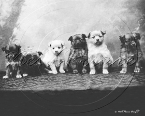 Picture of Misc - Animals, Dogs 6 Puppies c1930s - N1531