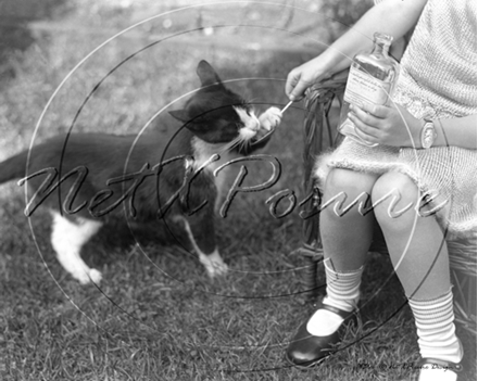 Picture of Misc - Animals, Cat being Fed c1930s - N750