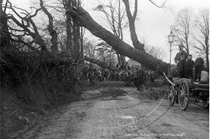Picture of Devon - Chudleigh, Fallen Tree c1920s - N3529